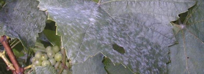 Mildew is the latest challenged facing Bordeaux grapegrowers.